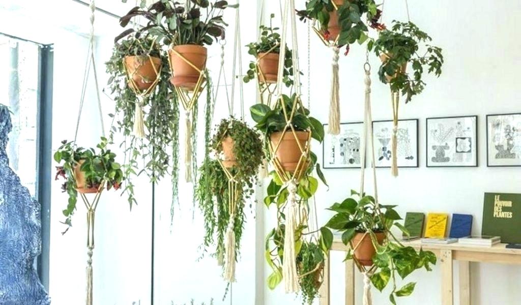 Pot-pot bergantung untuk menyimpan koleksi tanaman Anda (Sumber: mrigayadham.co)