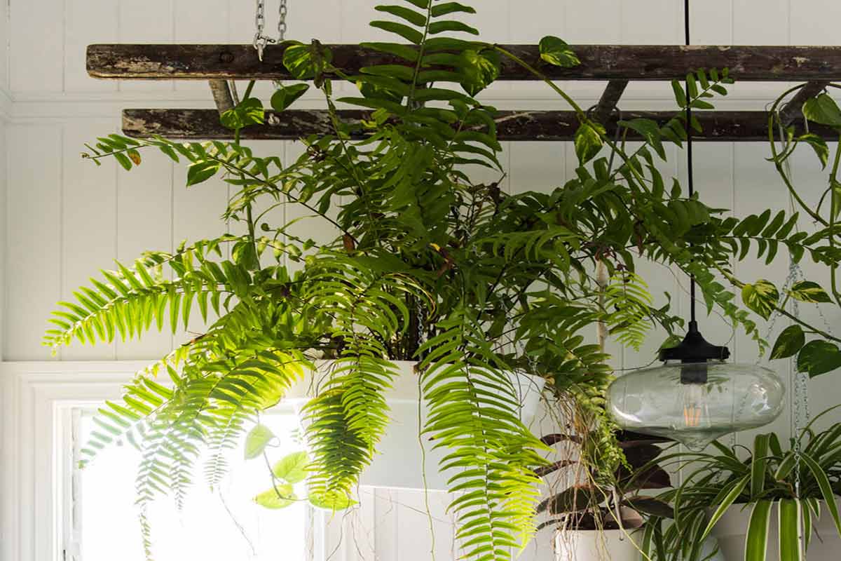 Dekorasi tanaman paku-pakuan karya Hannah Puechmarin // apartmenttherapy.com
