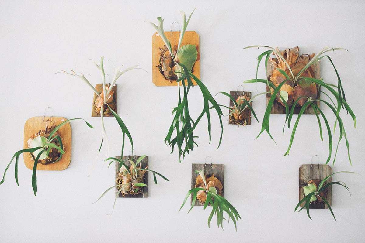 Dekorasi tanaman pakis tanduk rusa karya Paiko // gardenista.com